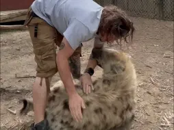 Скачать видео: 可爱鬣狗与它饲养员愉快玩耍