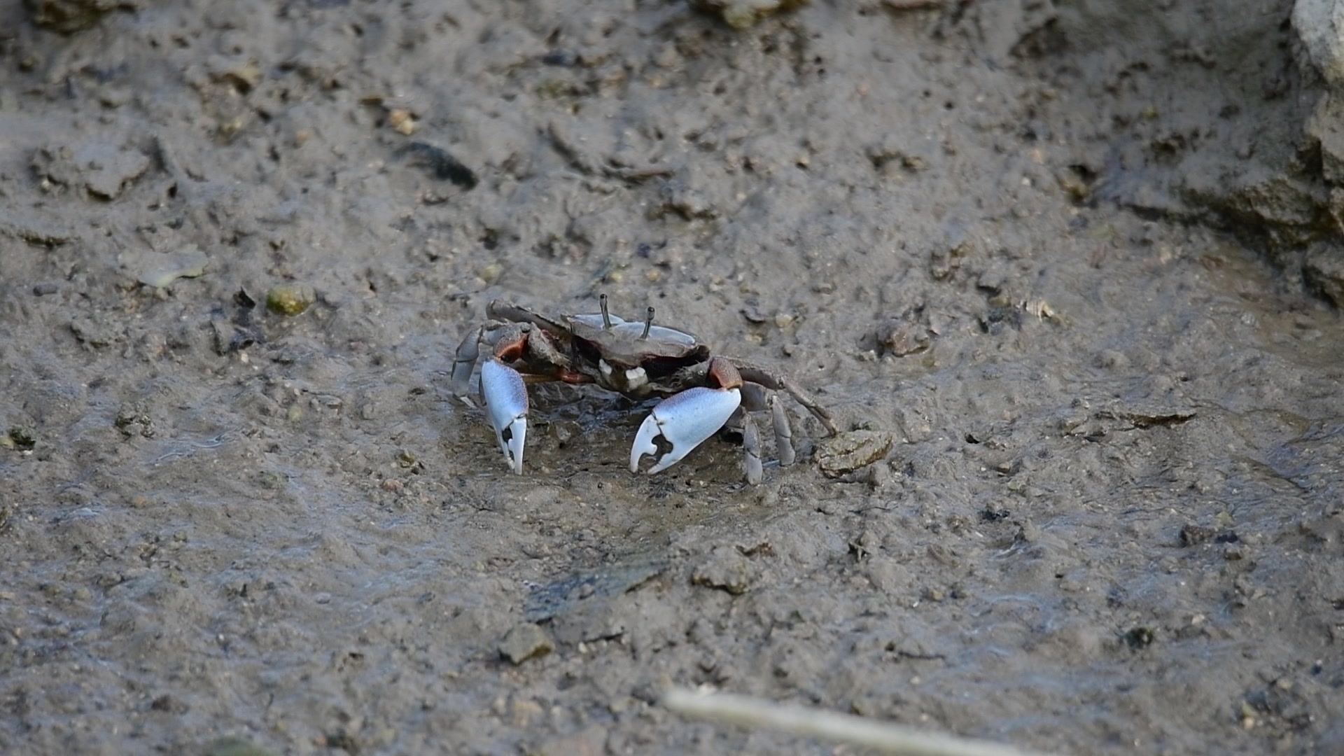 太平大眼蟹在享用午餐
