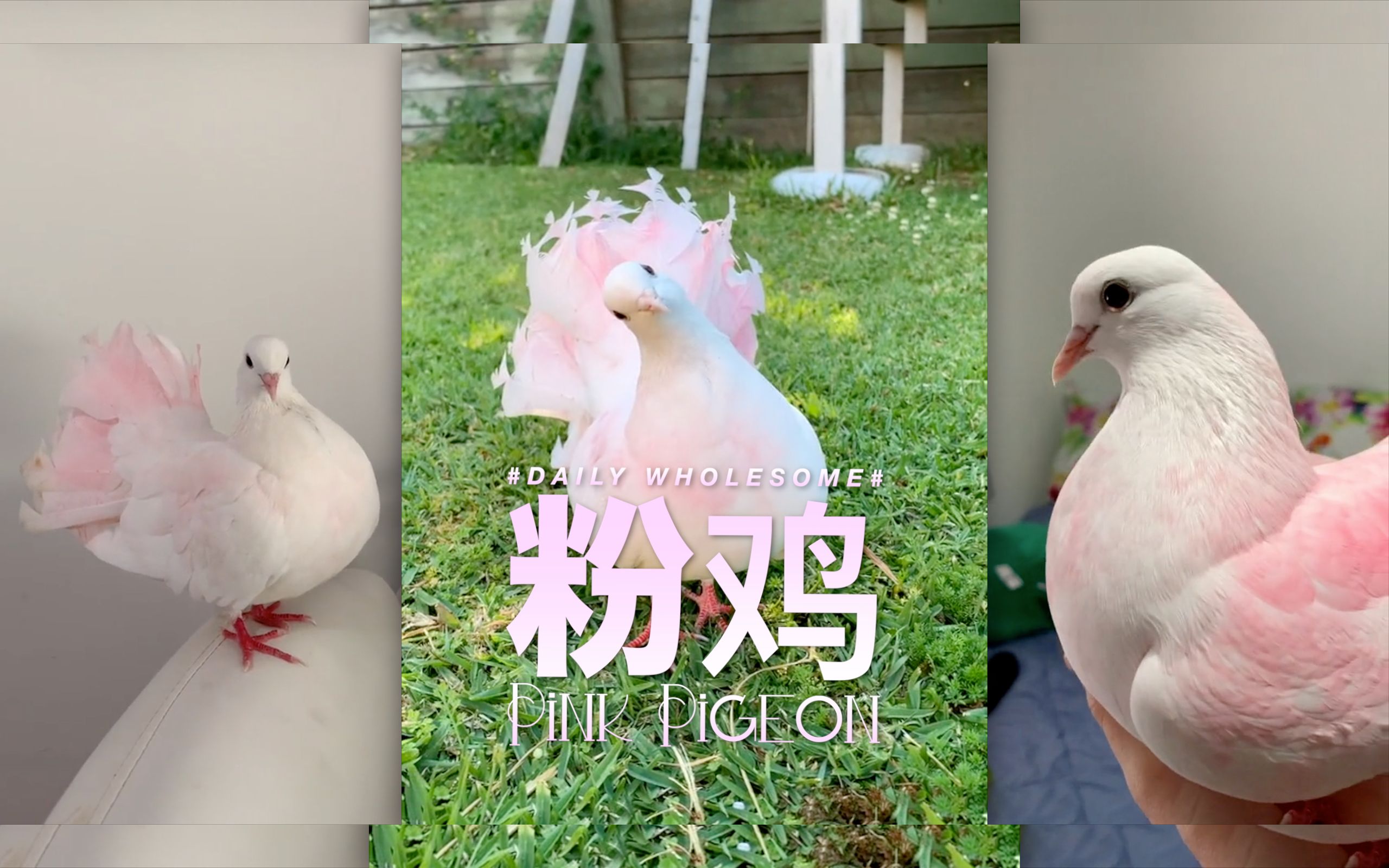 粉鸡 Pink Pigeon哔哩哔哩bilibili