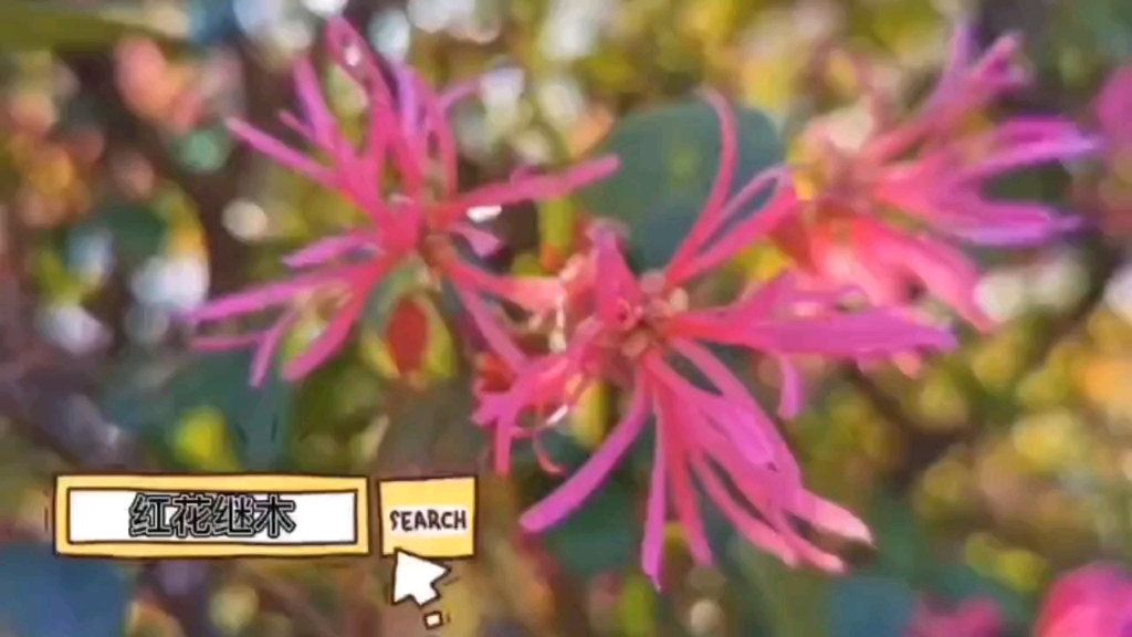 [图]红花继木植物介绍视频