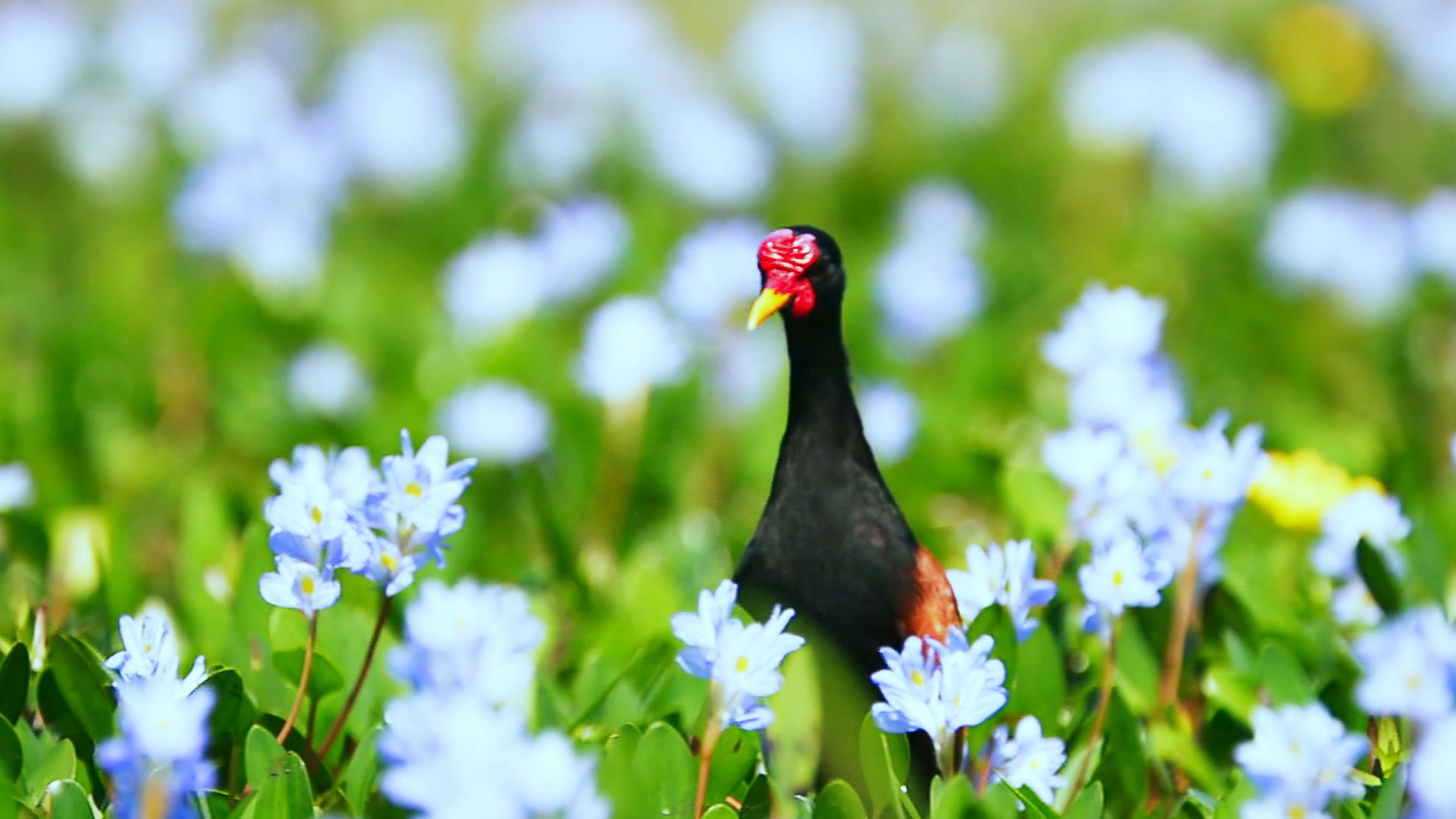 水陆两栖植物笔刷毛茛