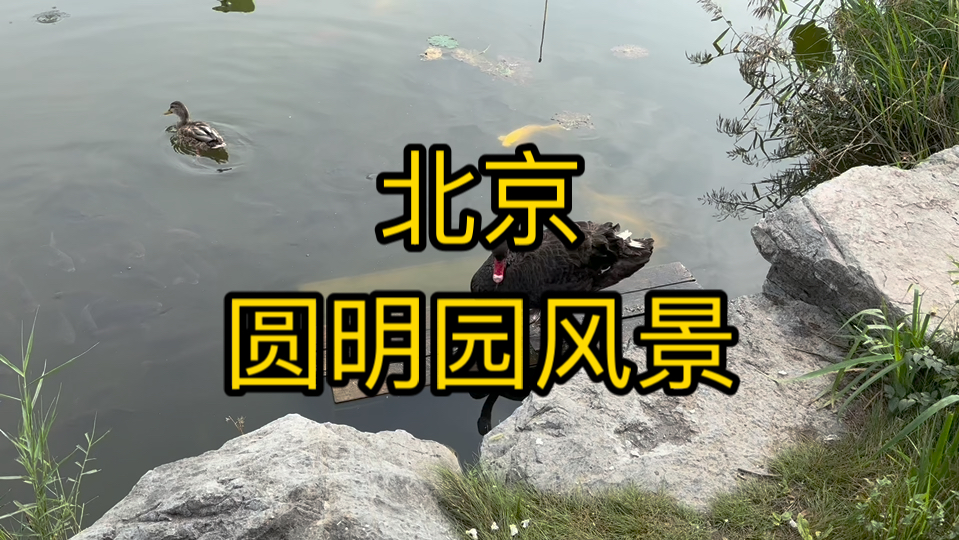 旅行记录之北京圆明园风景!哔哩哔哩bilibili