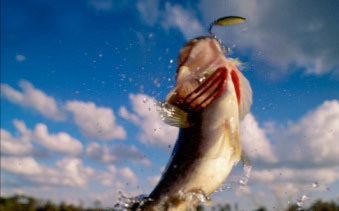 【路亚钓鱼】南方花鱼之水面铅笔疯狂爆口洗鳃