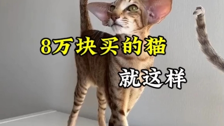 8万块买的猫 怎么这么瘦#东方短毛猫多少钱一只 #东方短毛猫#宠物哔哩哔哩bilibili