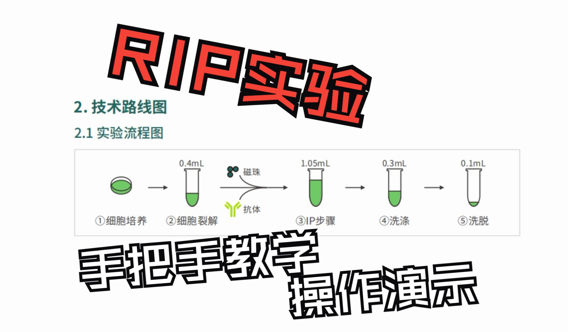 RIP实验操作指南,手把手演示教学哔哩哔哩bilibili