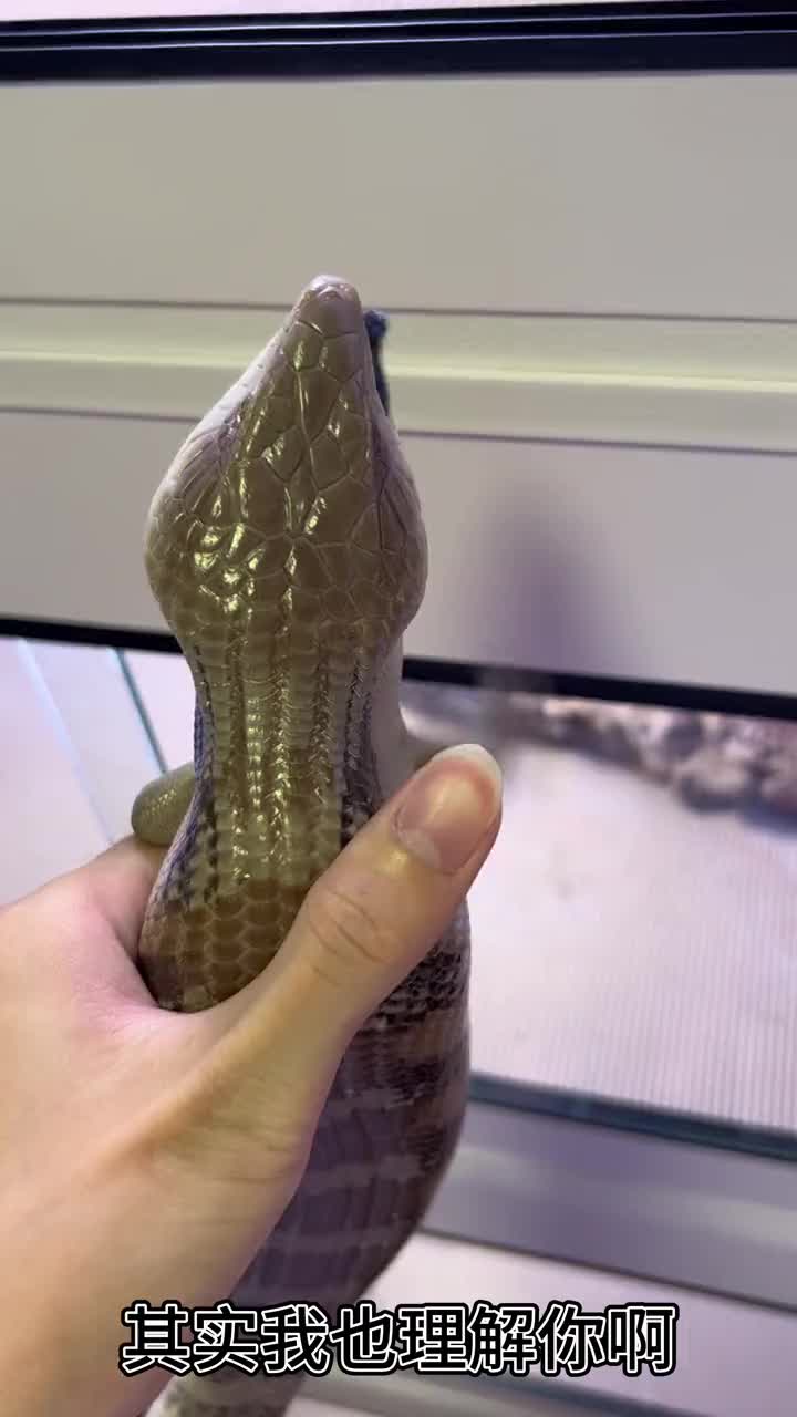 你在你是蓝舌石龙子长得老实我就不欺负你了