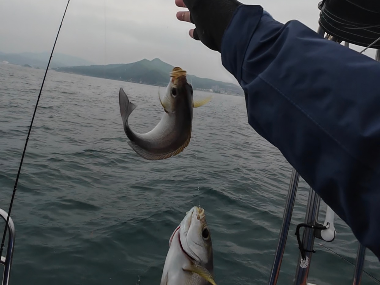 【我的釣魚日記】一船一百條黃雞魚,沉浸式船釣體驗