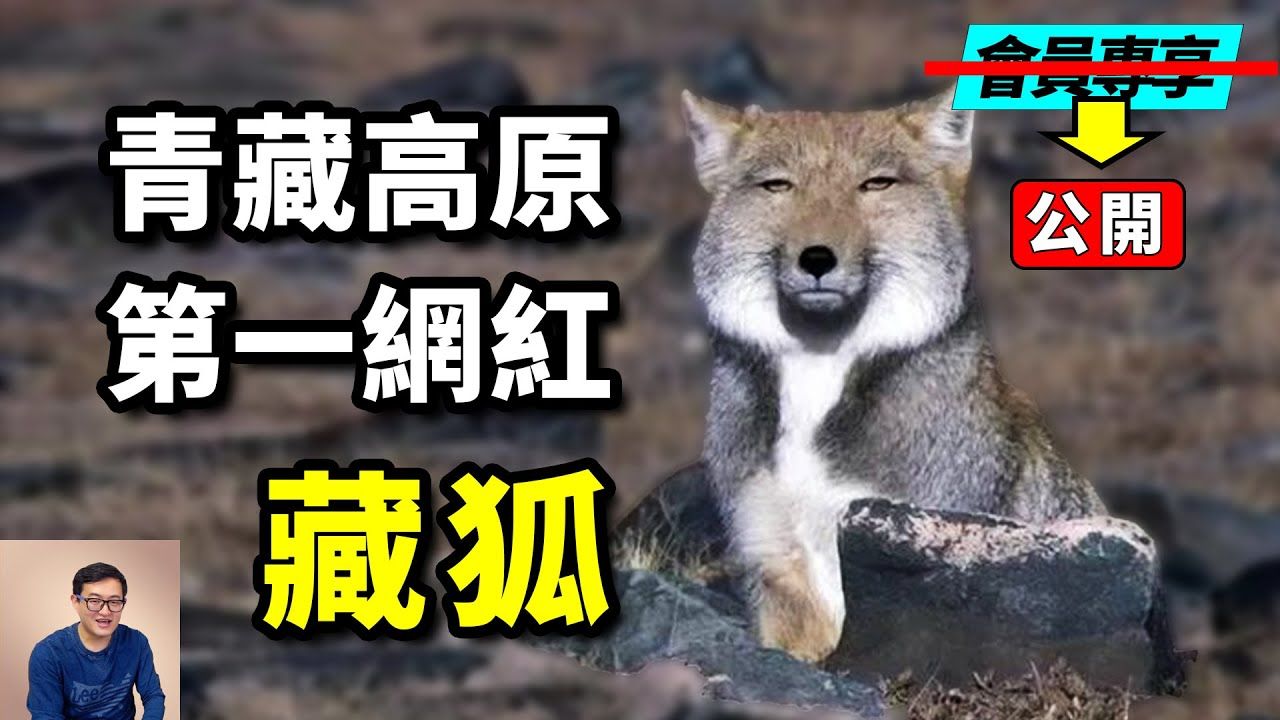 青藏高原第一网红,鼠兔的一生之敌——藏狐【老肉杂谈】
