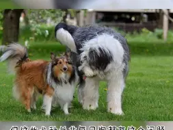 Tải video: 边牧主人必须知道的犬系家族遗传病和用药禁忌：MDR1基因问题，轻则中毒，重则over！