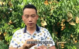 Download Video: 桃树一年有三个嫁接时期、已经错过了一个了、不能错过第二个了