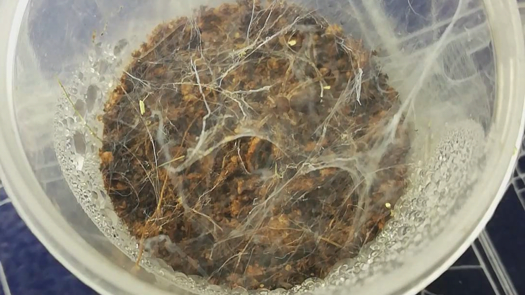 长尾蛛科捕食樱桃蟑螂_哔哩哔哩 (゜-゜)つロ 干杯~-bilibili