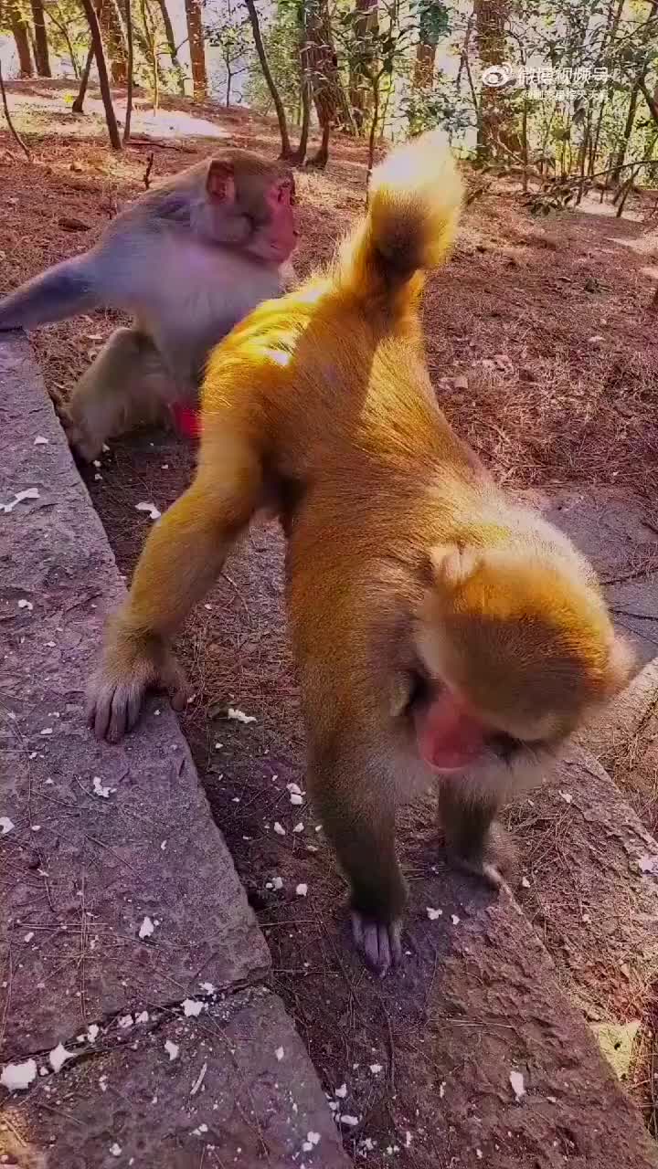 公猴我对你不感兴趣