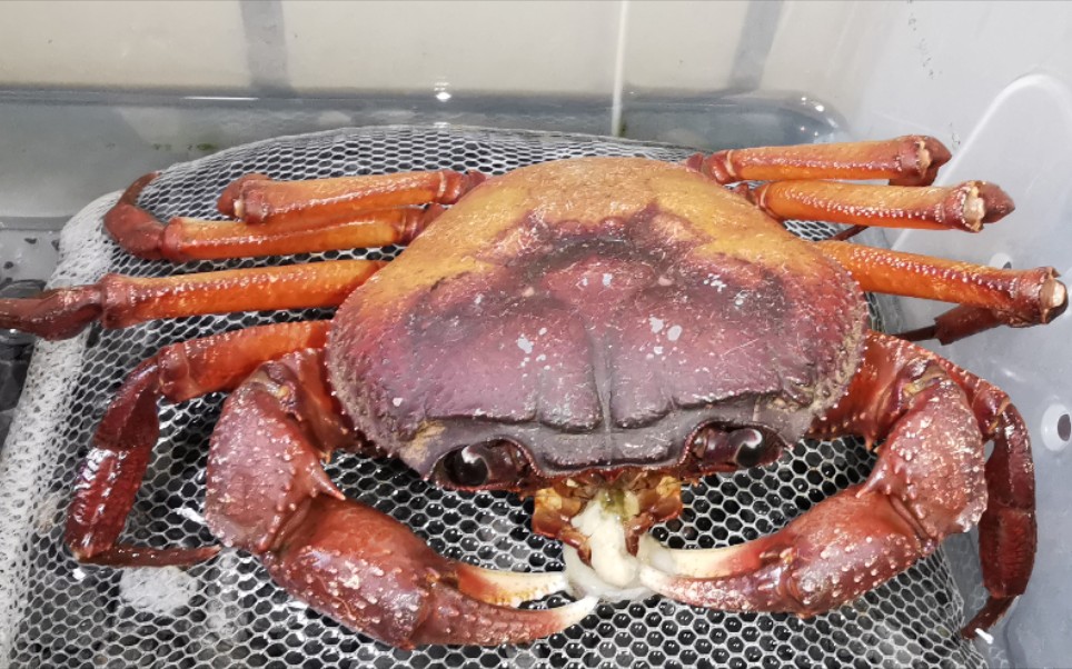 新成员麻栗坡印支溪蟹