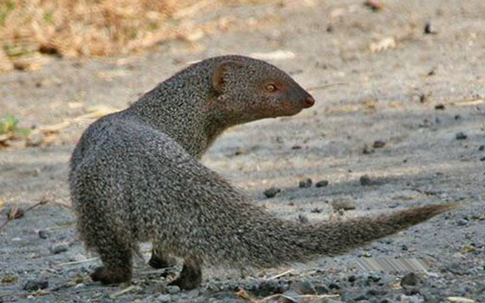 自然界中的地头蛇见到它得绕道走否则会被吃掉