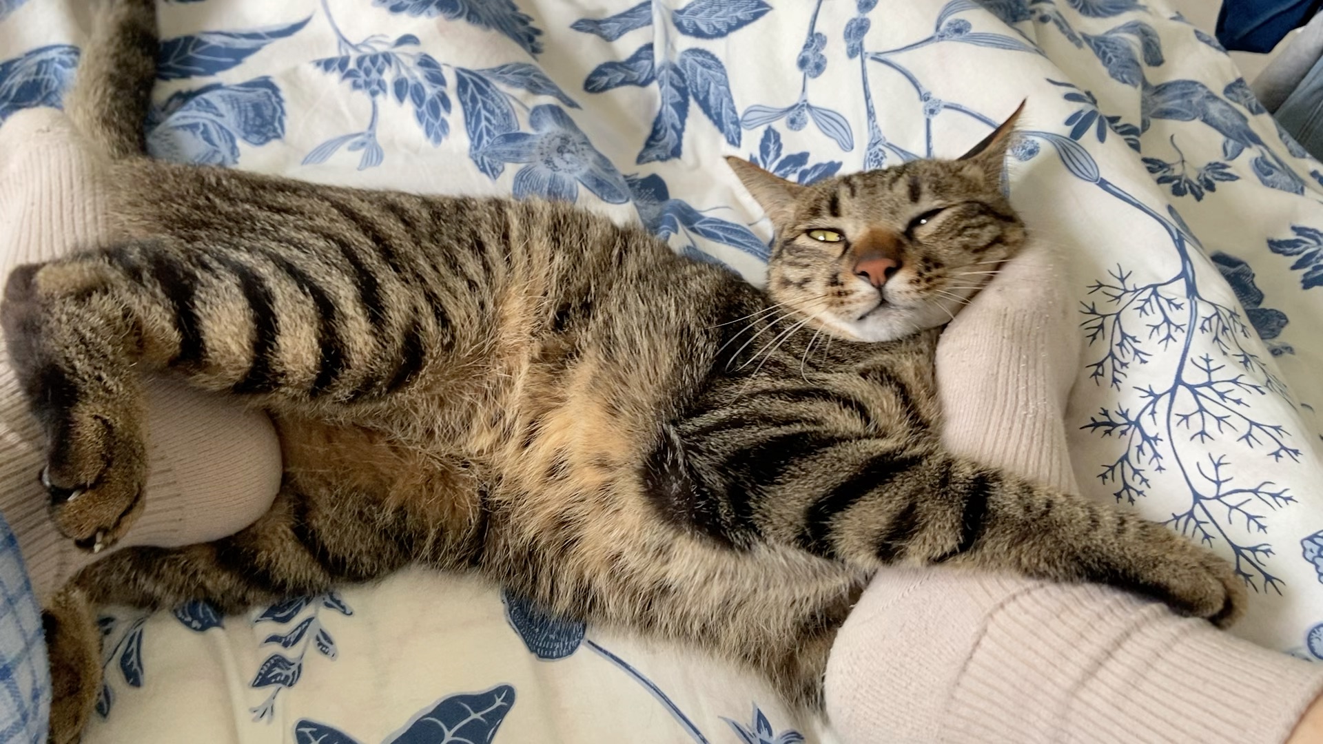 可爱的小猫都喜欢臭jiojio