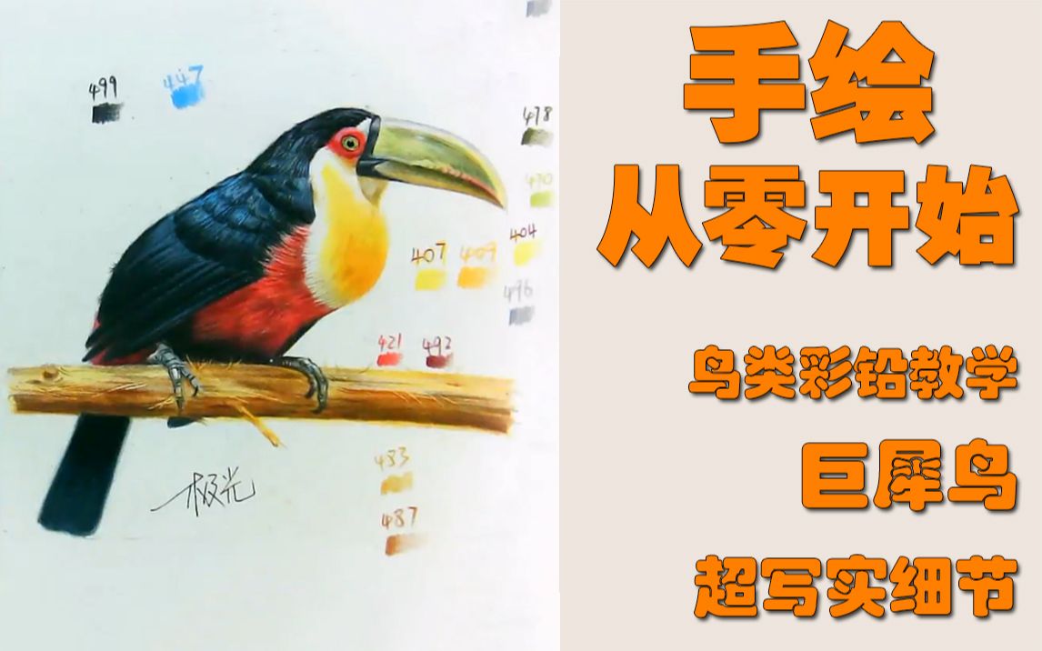 【手绘从零开始】一节课轻松教会你画一只五彩斑斓的巨犀鸟(上)