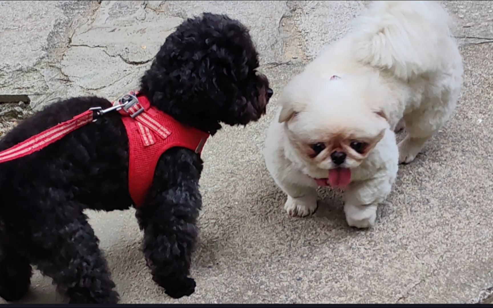 小京巴八怪和泰迪小米