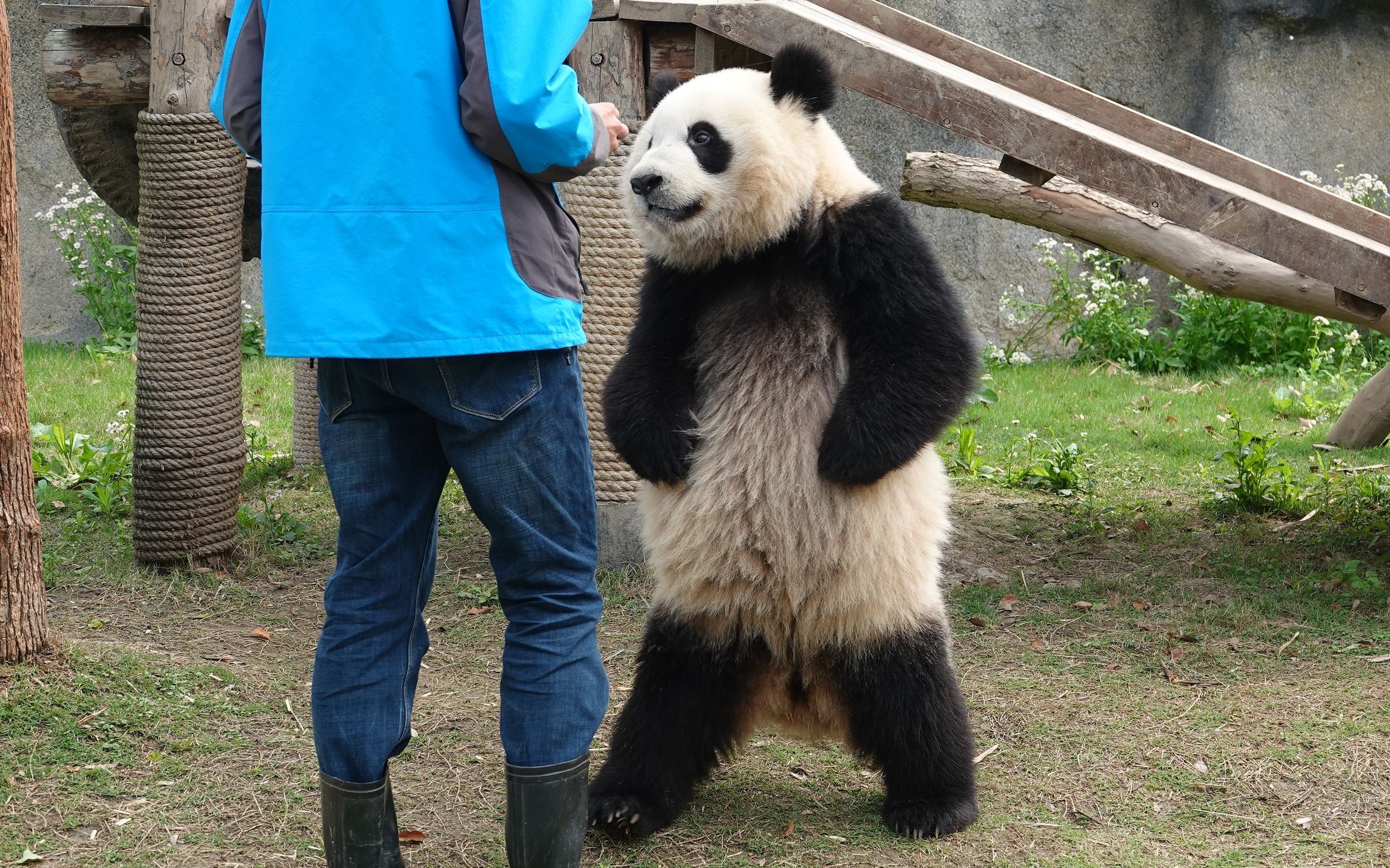 熊猫头叉腰走路表情包图片