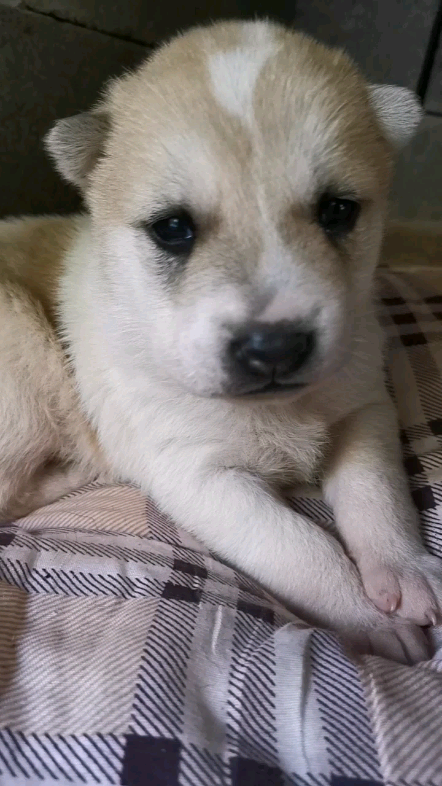 忧郁小王子上线啦#小奶狗