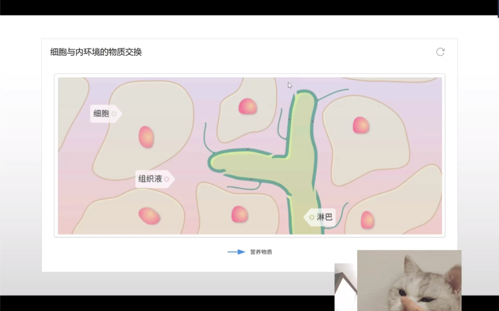高中生物知识点—细胞与内环境的物质交换(二)哔哩哔哩bilibili