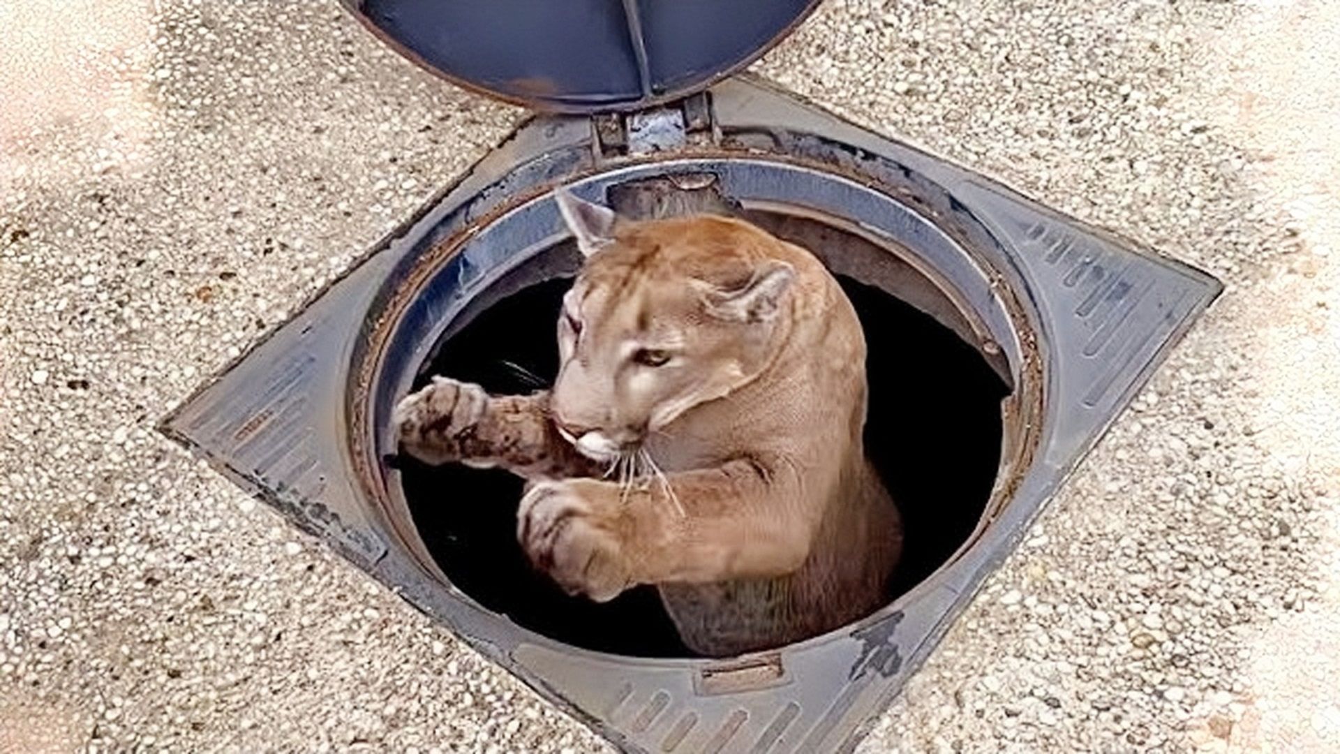 美洲狮梅西追随爸爸跳井!