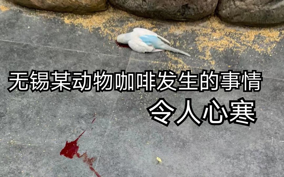 玄凤鹦鹉死亡图片