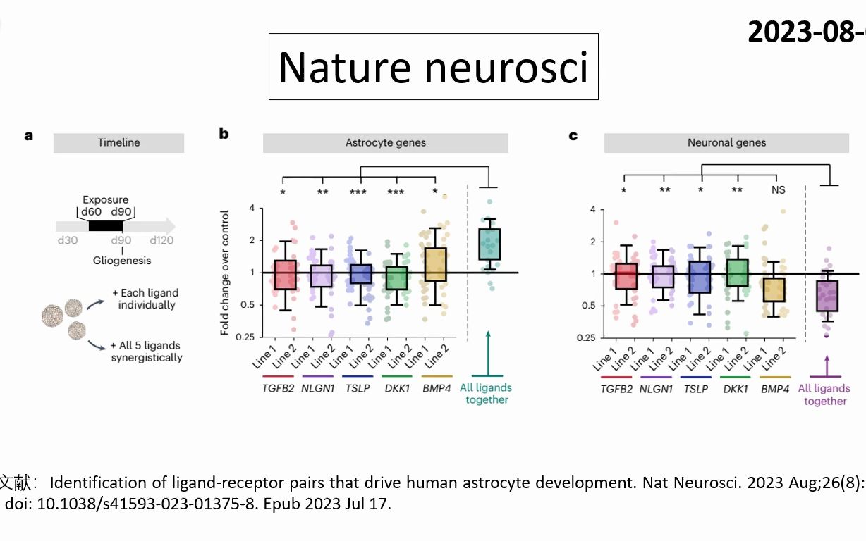 Nature neurosci—重磅:科学家鉴定出驱动人类胶质细胞发育的配体分子组合哔哩哔哩bilibili