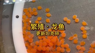 Video herunterladen: （自然生态 之 繁殖龙鱼）第一窝坦克卵希望能带成功