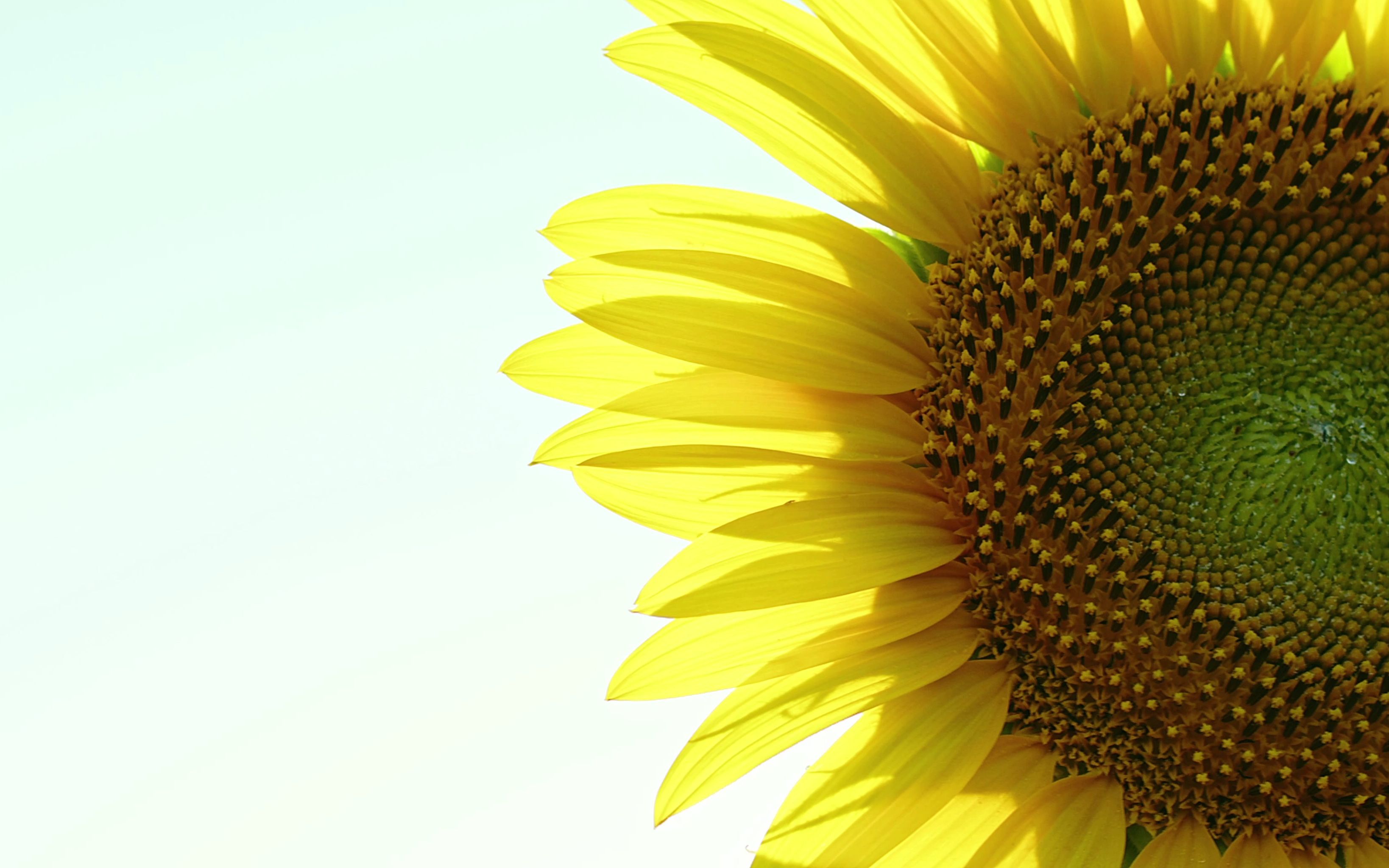 空镜头视频素材 向日葵近景特写 素材分享