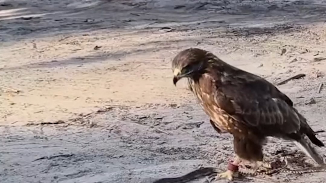 老鹰大战眼镜蛇