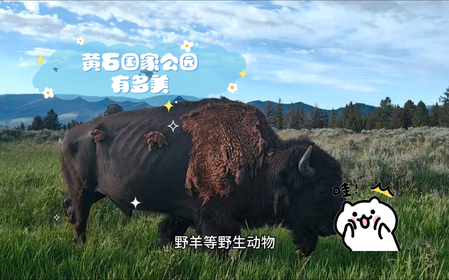 黄石国家公园有多美,跟随我的镜头看一看