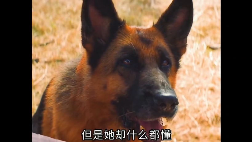 忠犬帕尔玛
