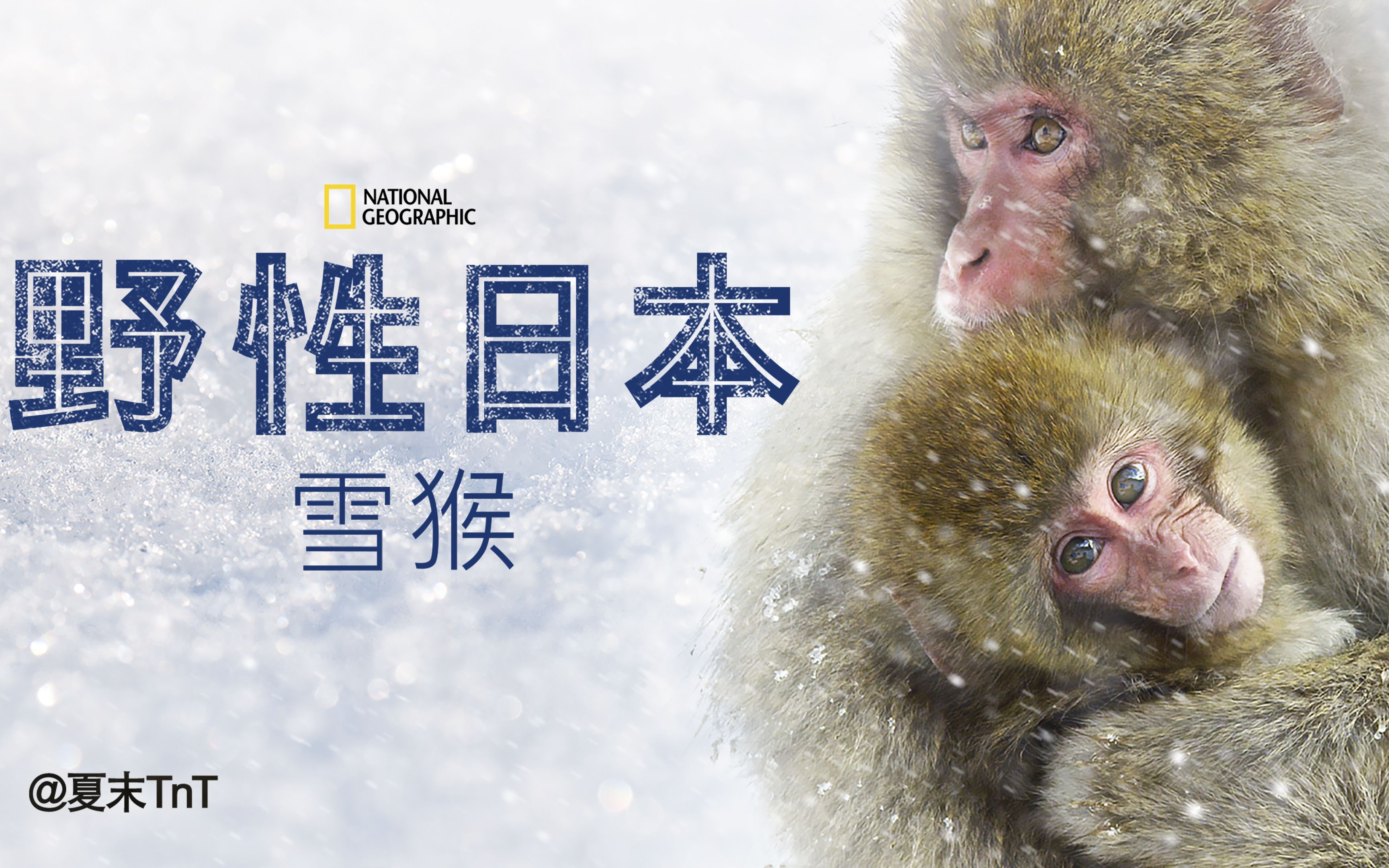 [图]野性日本：雪猴 中英双语字幕 Wild Japan: Snow Monkeys