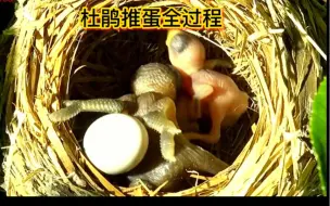 Download Video: 记录杜鹃干掉寄生家庭的三个姐妹的全过程，，最后一只求生欲强大，经过博斗还是被干掉了，其中一个蛋快要孵化了