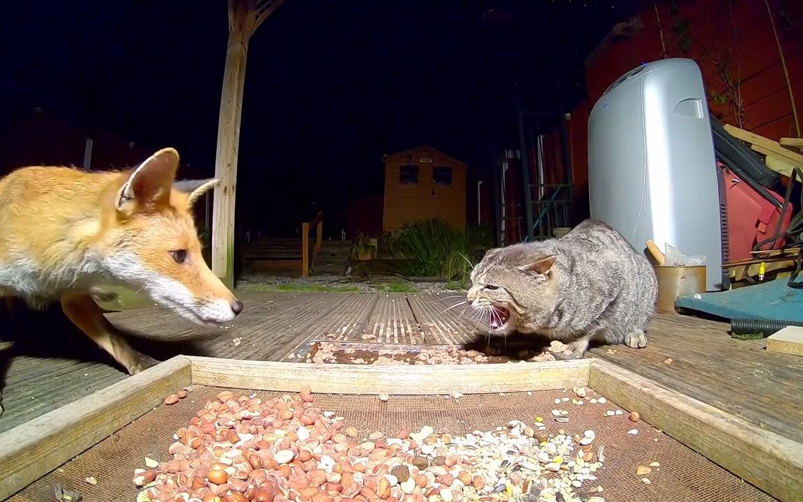 [图]想吃猫咪食物的小狐狸，开始不断试探...