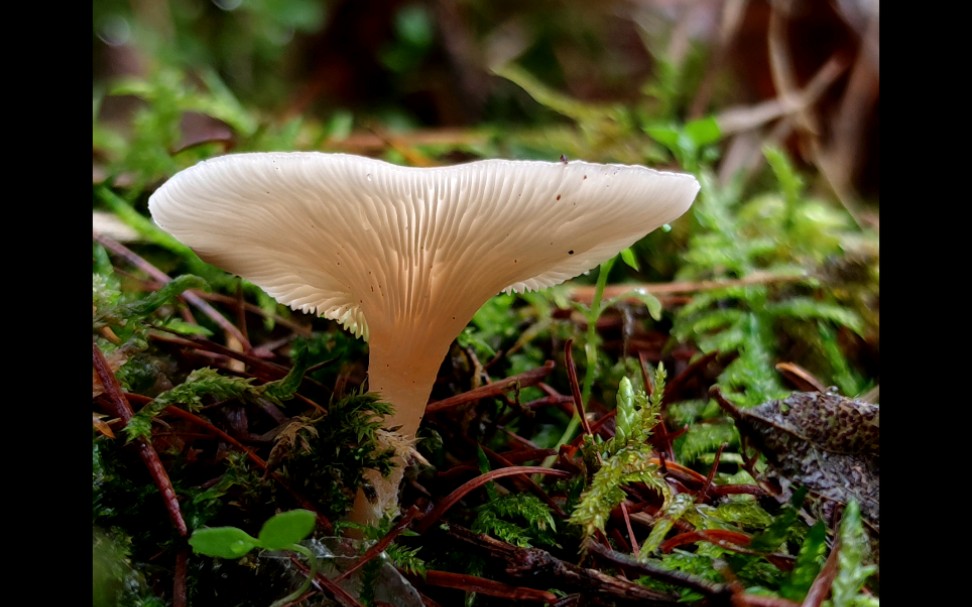 小白杯伞——摄于恩施大山顶林场