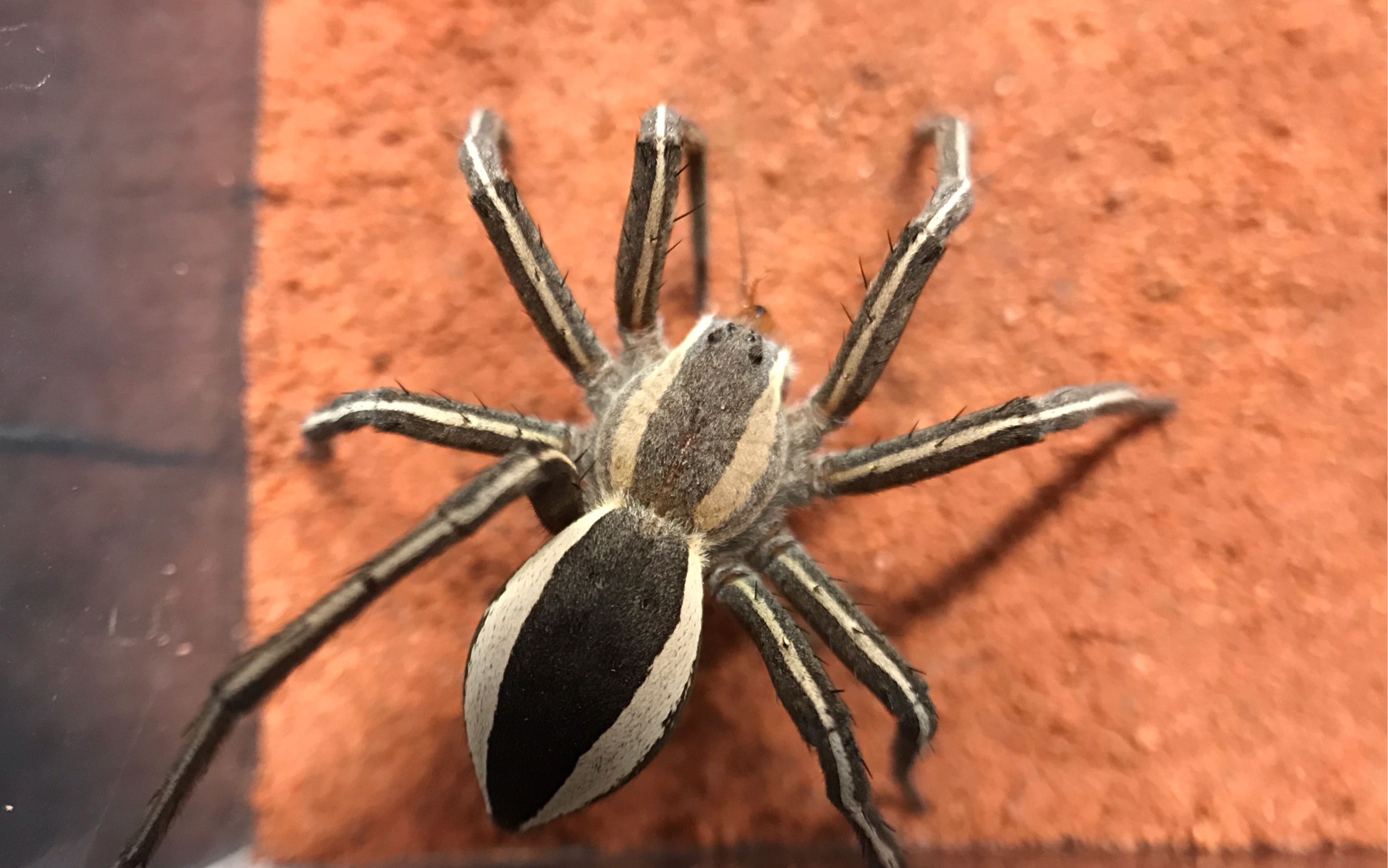 【未知狡蛛】扑杀樱桃蟑螂