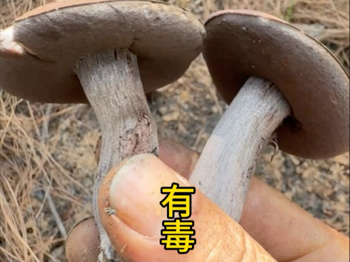 铅紫异色牛肝菌能吃吗