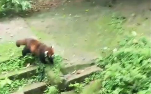 [图]四川大熊猫和小熊猫们