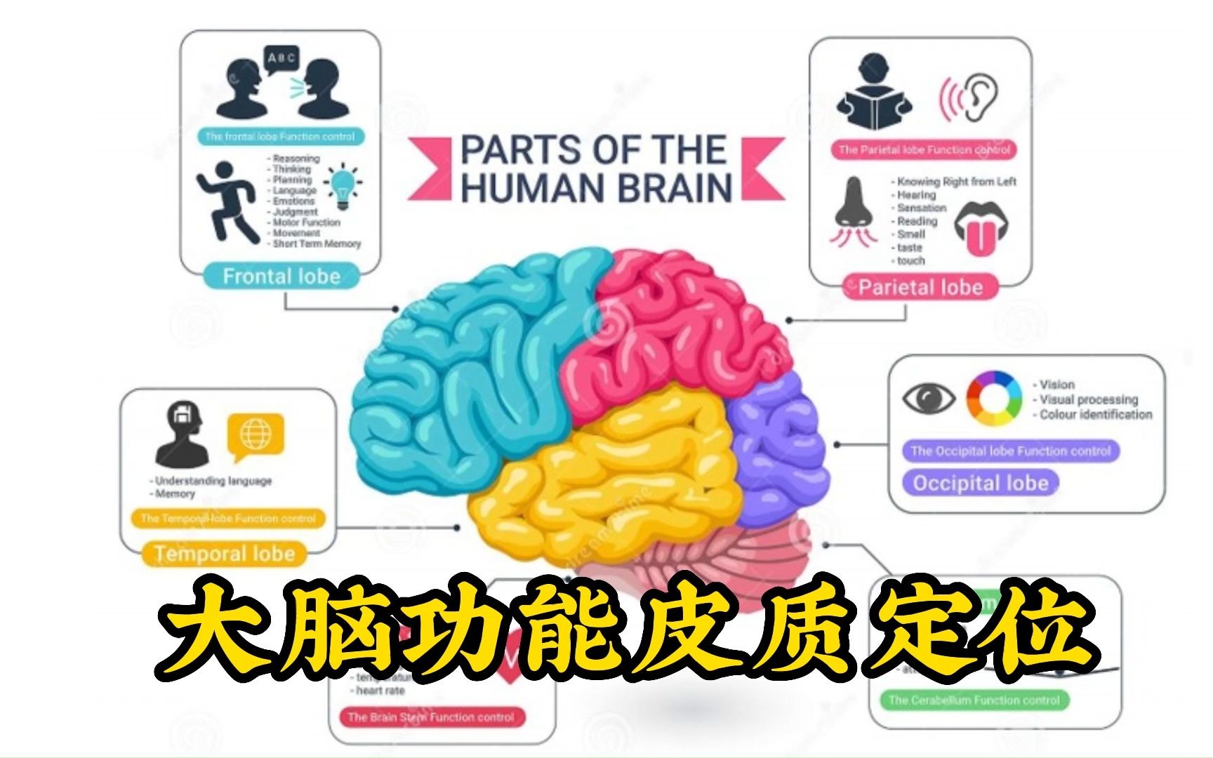 [图]大脑功能皮质的定位