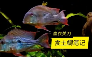 Tải video: 【血衣关刀】公认最霸气的食土鲷之