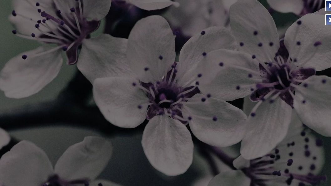 mania】咦?这是啥花