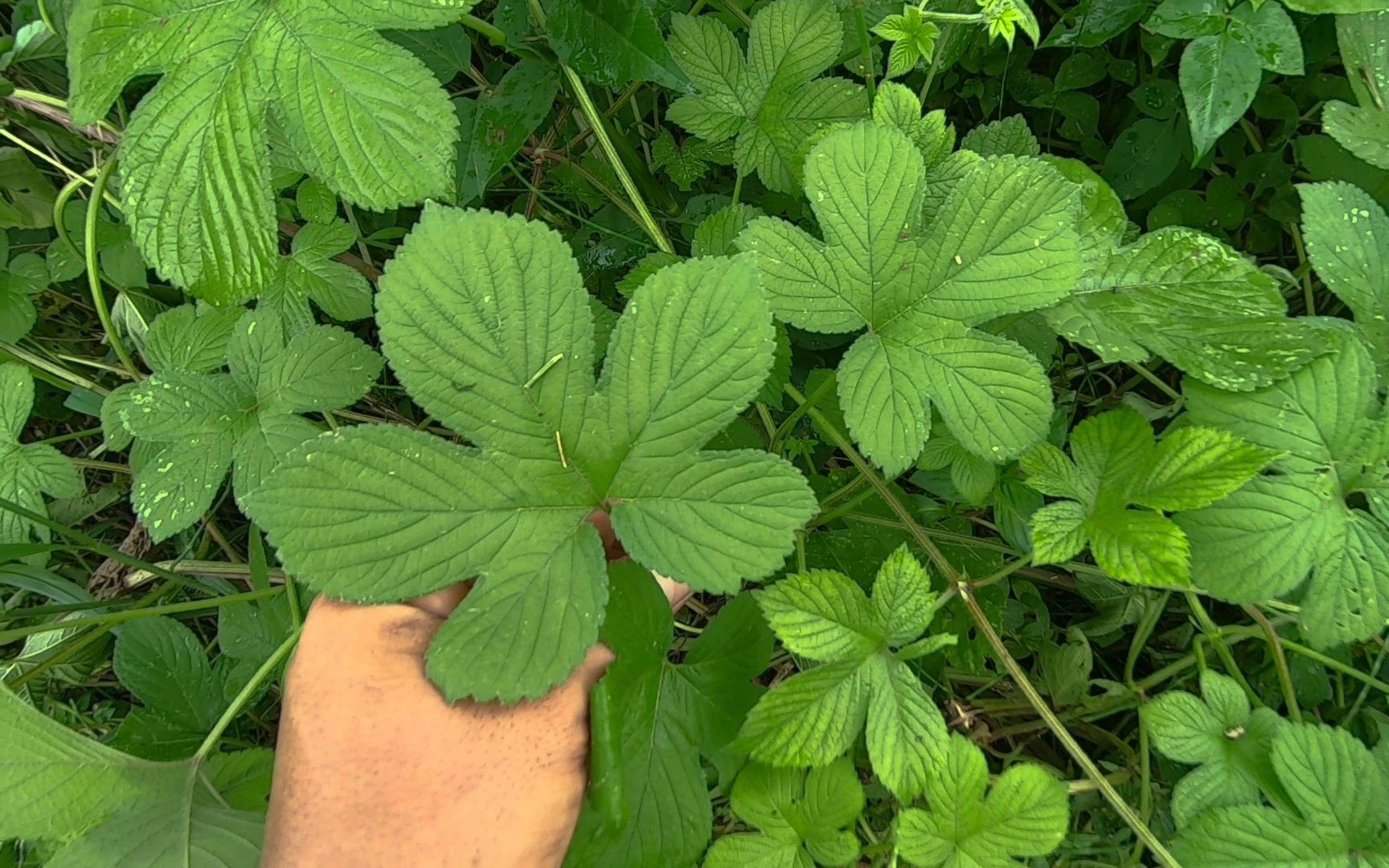 今天带大家认识一种草药,它叫拉拉藤,知道用途的都当宝