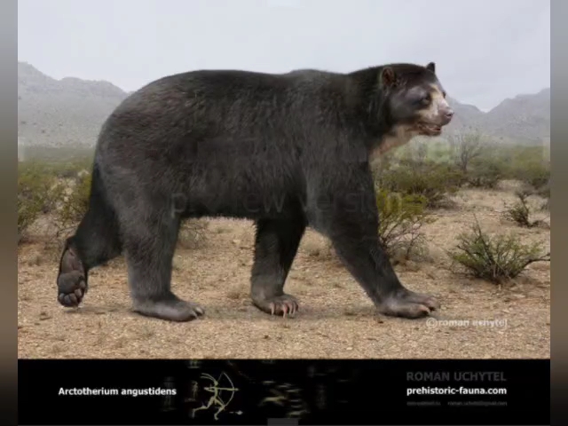 熊霸天下,新生代最庞大的陆地食肉哺乳动物,细齿巨熊(南美窄齿短面熊)