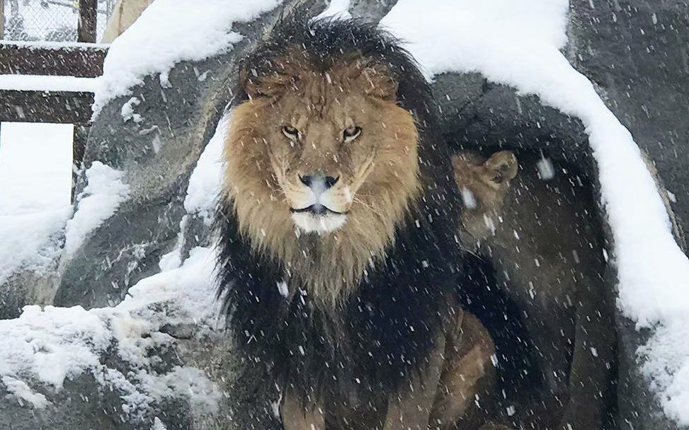 雪地里的狮子毛茸茸的和东北虎一样