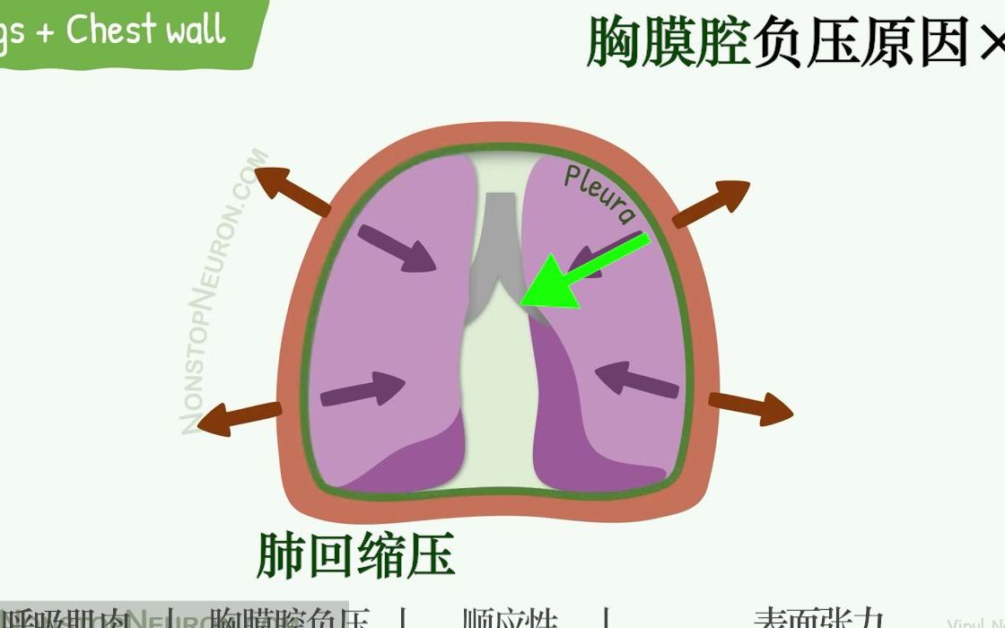 胸膜腔压力图片
