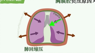 人体生理学 呼吸系统 吸气和呼气时肺泡压的变化 哔哩哔哩 つロ干杯 Bilibili