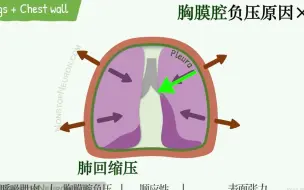 Скачать видео: 【生理三分钟】气胸/肺气肿/肺纤维化，胸膜腔内压/表面张力/顺应性