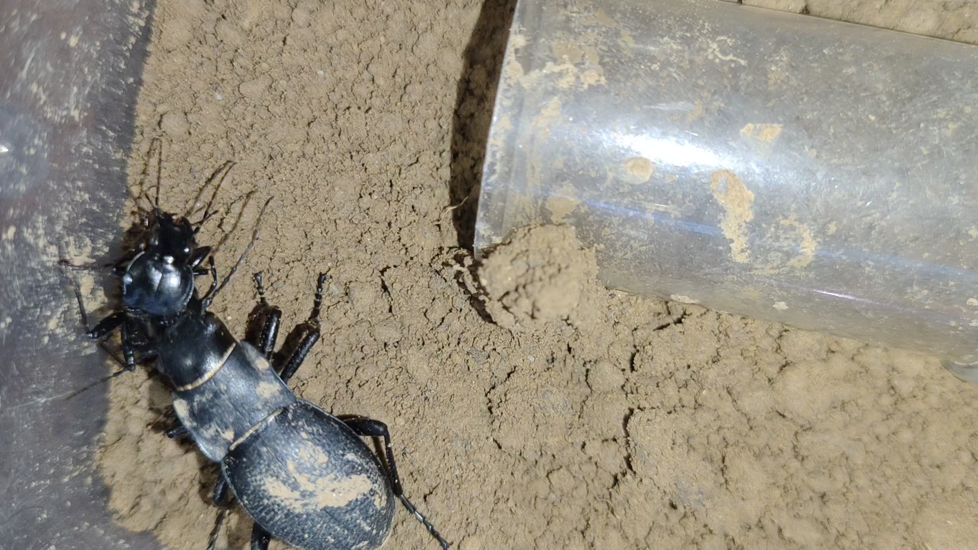 锥步甲猎杀重唇步甲_哔哩哔哩_bilibili