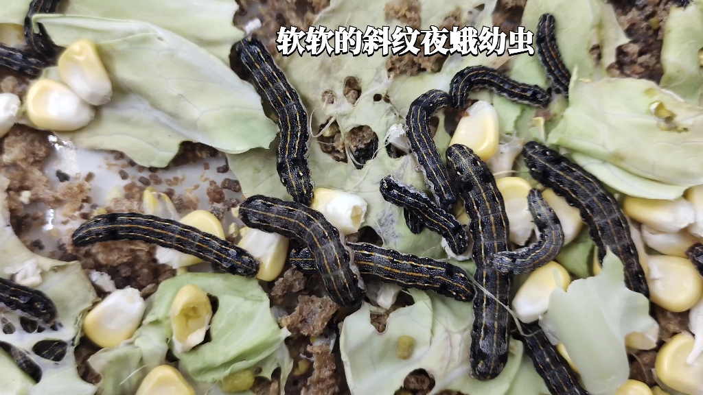 柔柔软软的斜纹夜蛾,摸起来很特别😊